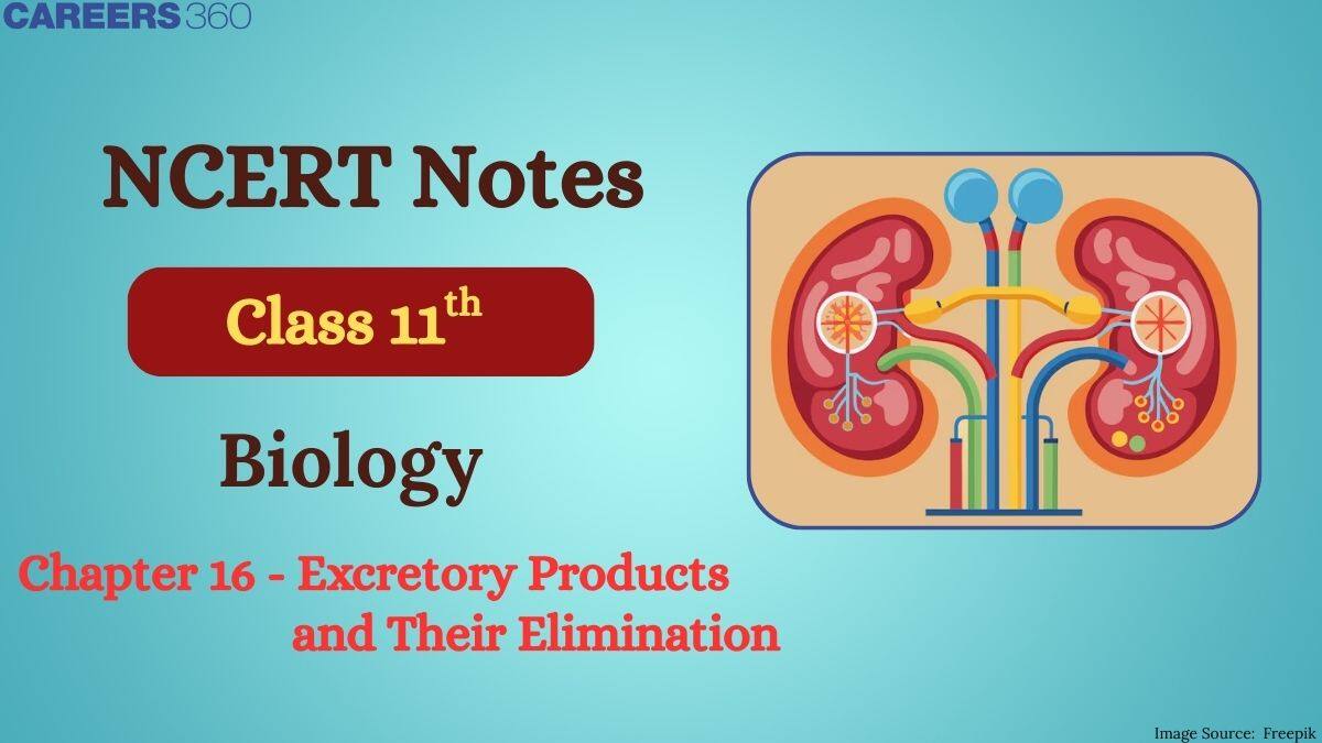 NCERT Class 11 Biology Chapter 19 Notes Excretory Products And Their Elimination- Download PDF Notes